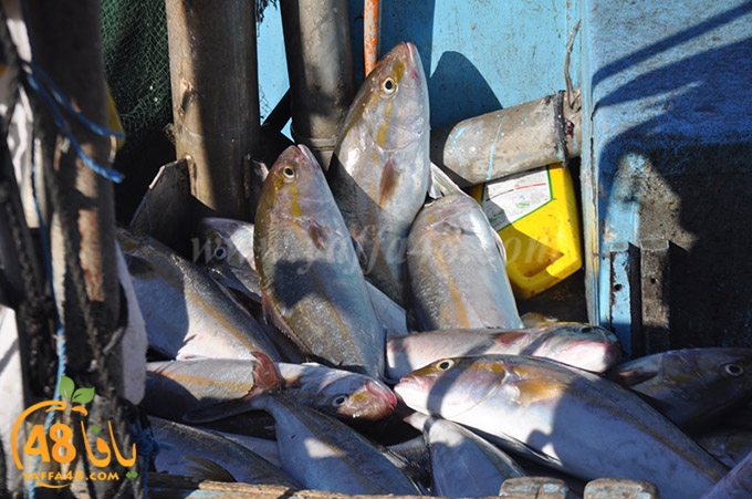 samak antayasa (7).JPG